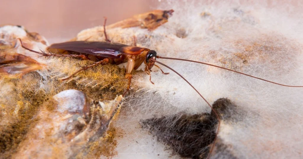 do smoky brown roaches infest
