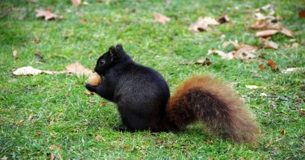 are black squirrels endangered
