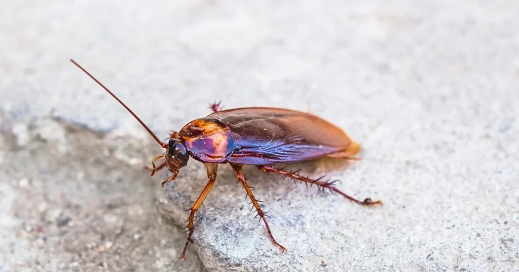 smoky brown cockroach in house
