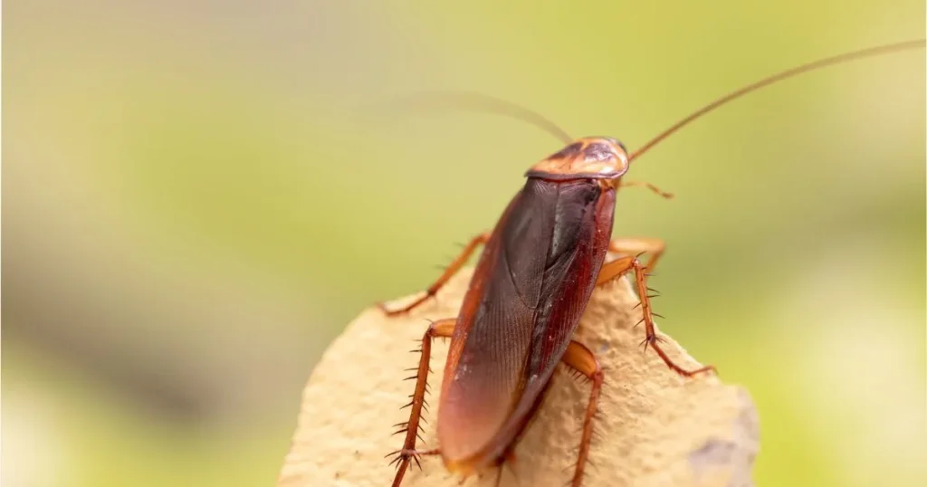 german cockroach vs brown-banded cockroach
