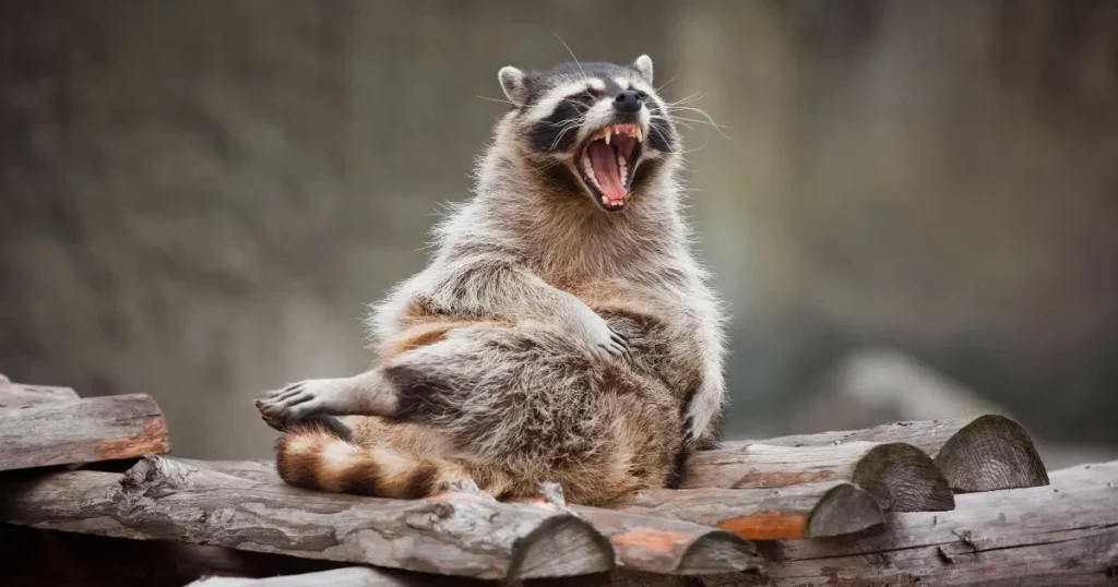 why do raccoons scream
