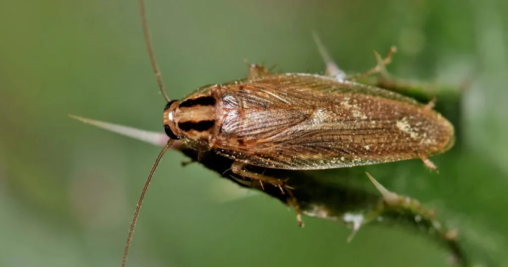 brown banded cockroach vs german
