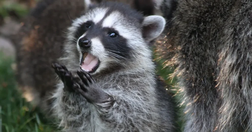 why do raccoons scream
