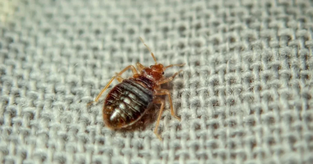 flea bites vs bed bug bites on humans
