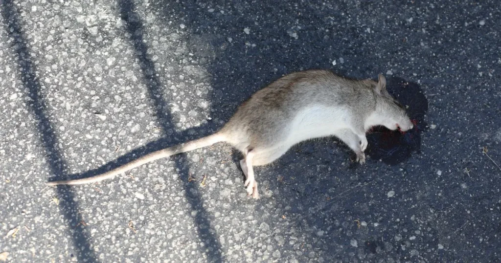 how to get rid of dead rat smell under floorboards
