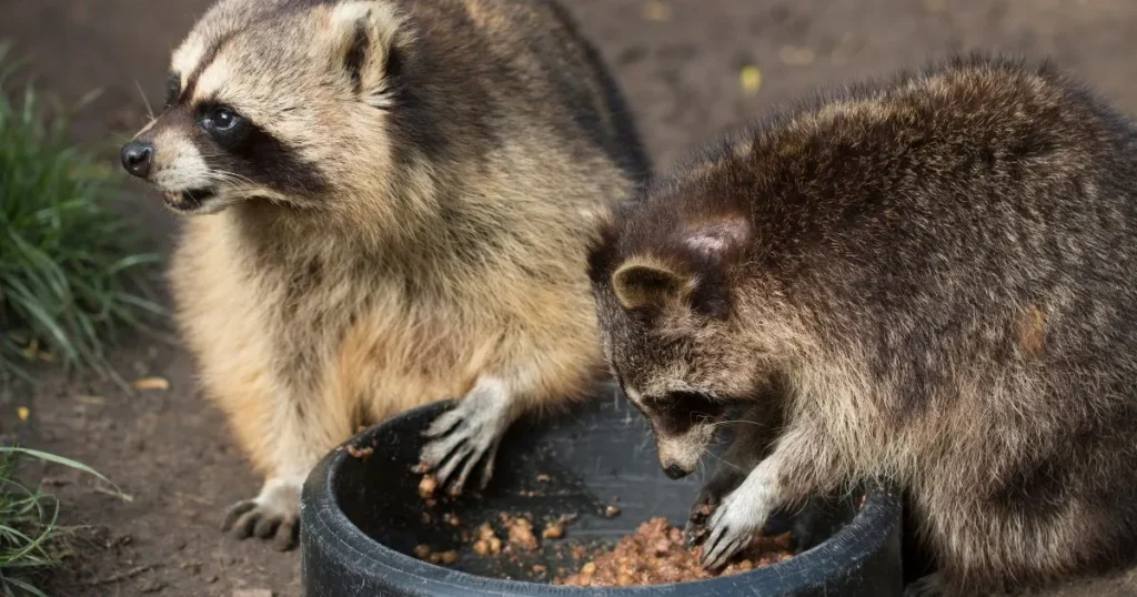 can raccoons eat marshmallows
