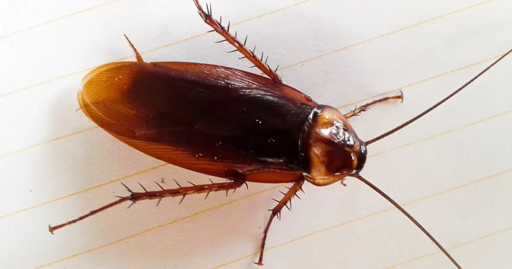 german cockroach vs brown-banded cockroach
