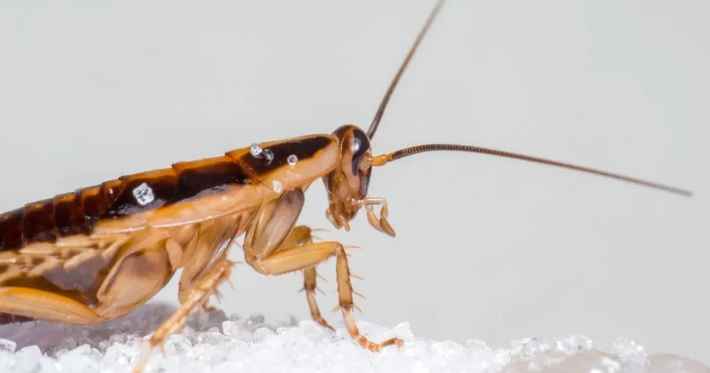 brown banded cockroach vs german
