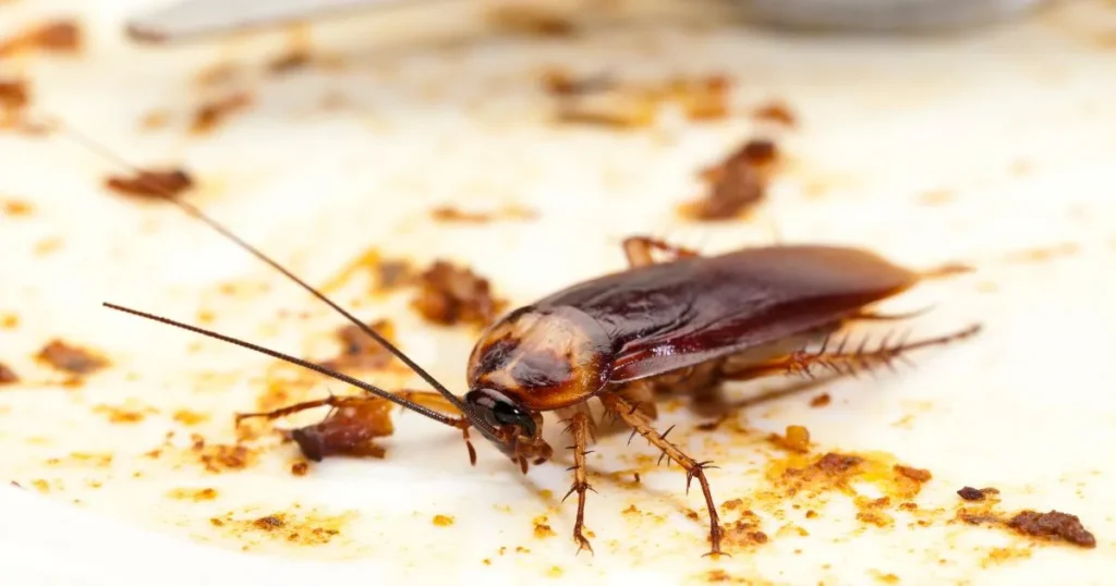 small cockroaches in kitchen at night
