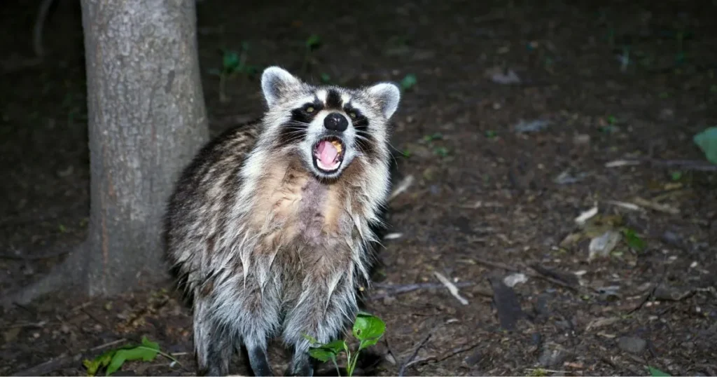 why do raccoons scream
