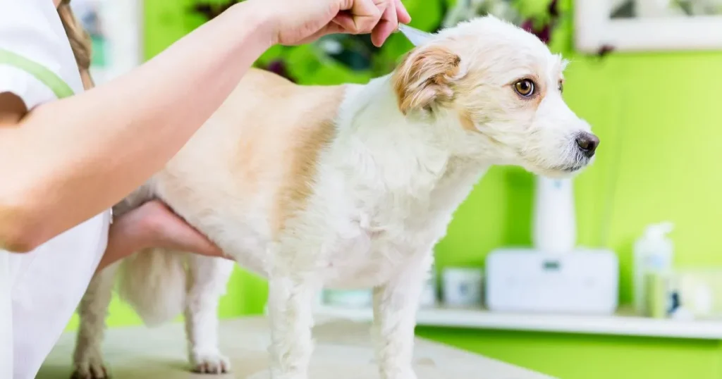 flea treatment for dogs with sensitive skin
