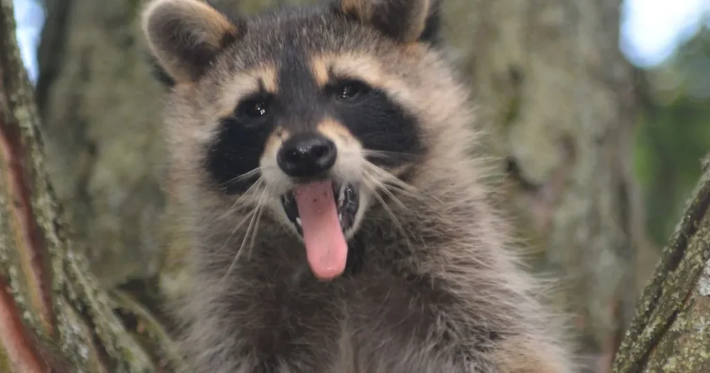 why do raccoons scream
