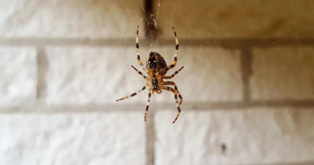 how to keep spiders out of your room
