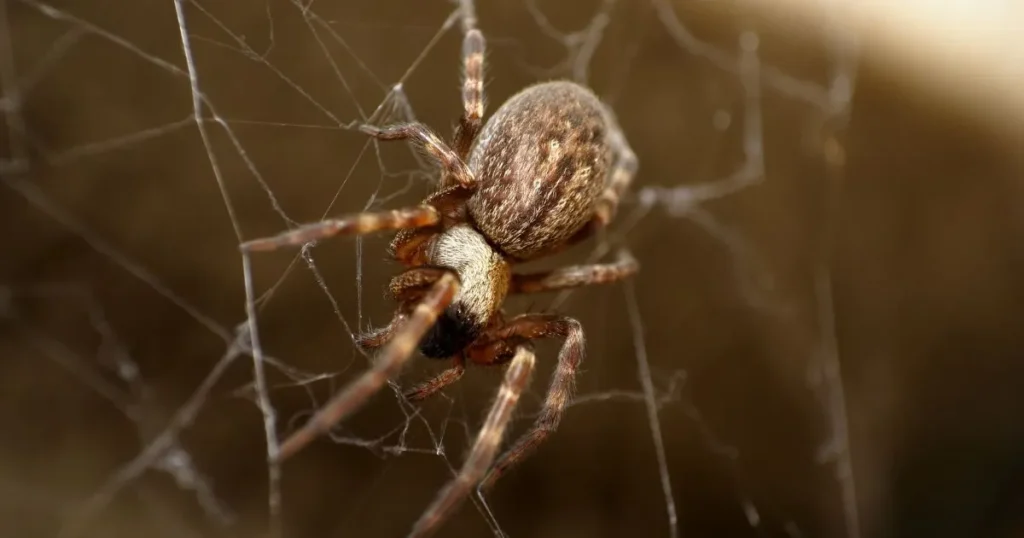 how to keep spiders away from house
