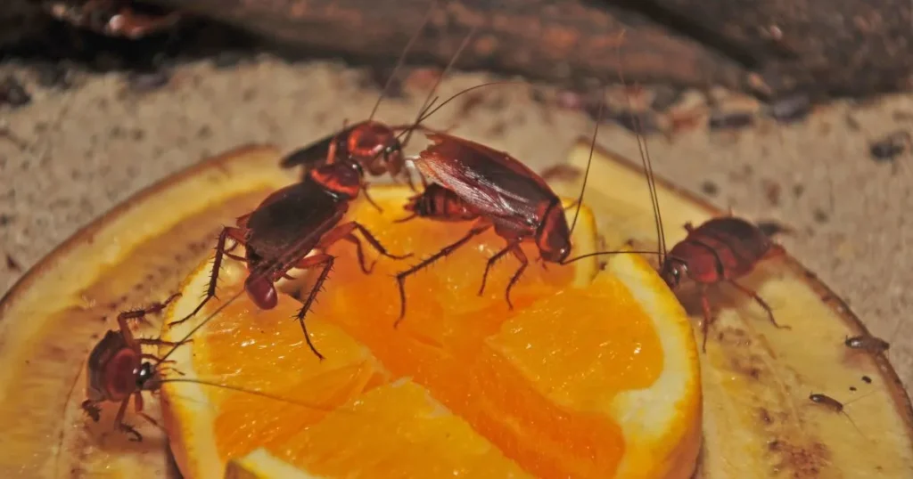 small cockroaches in kitchen at night
