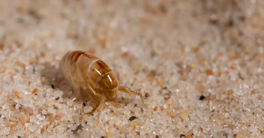 bed bug bites vs flea bites images
