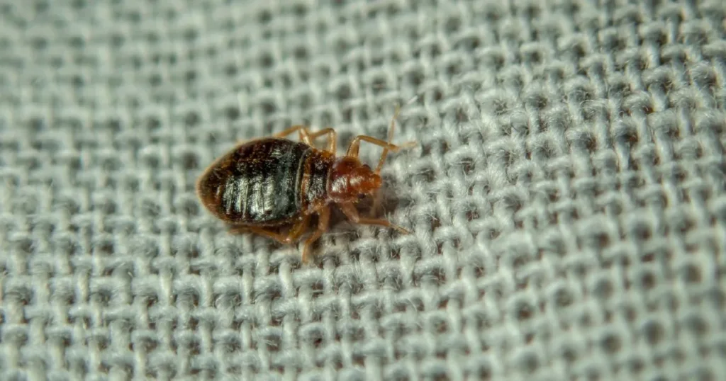 picture of bed bug bites vs flea bites
