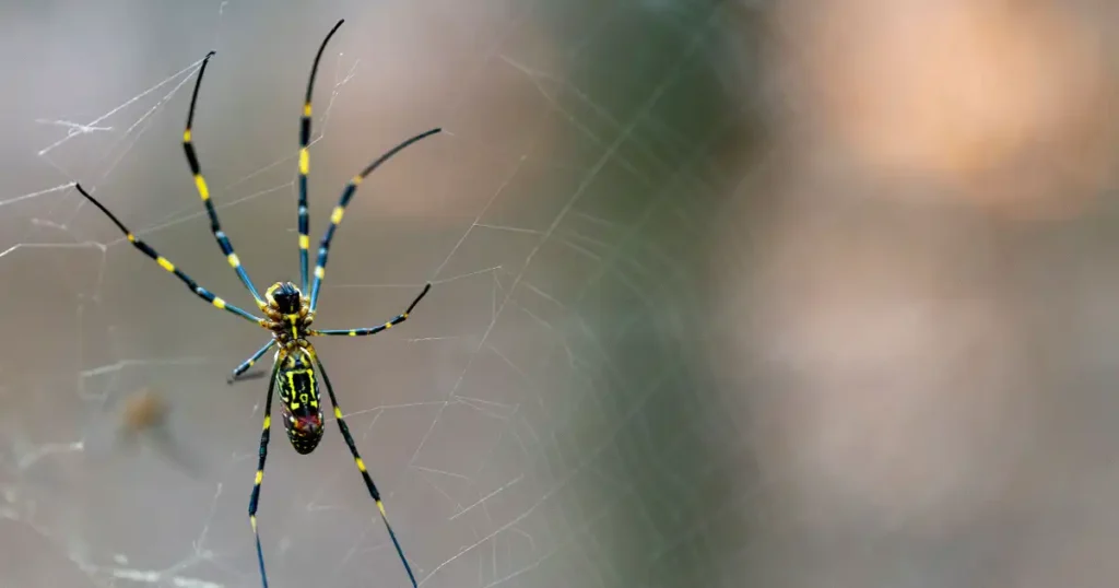 baby joro spider