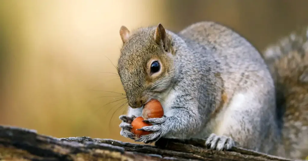 do rats and squirrels get along