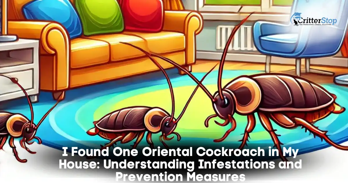 i found one oriental cockroach in my house, oriental cockroach bite, oriental cockroach baby, oriental cockroach in house, what attracts oriental cockroaches, how to get rid of oriental cockroach, do oriental cockroaches infest