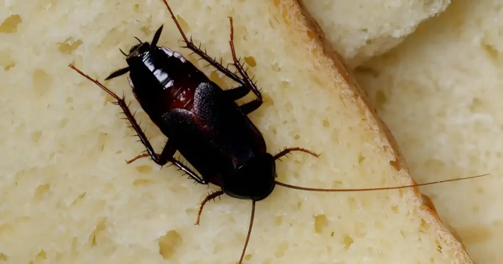 oriental cockroach texas, german vs oriental cockroach, oriental cockroach vs american cockroach, oriental vs german cockroach, american vs oriental cockroach, oriental cockroach vs waterbug, oriental cockroach vs german cockroach