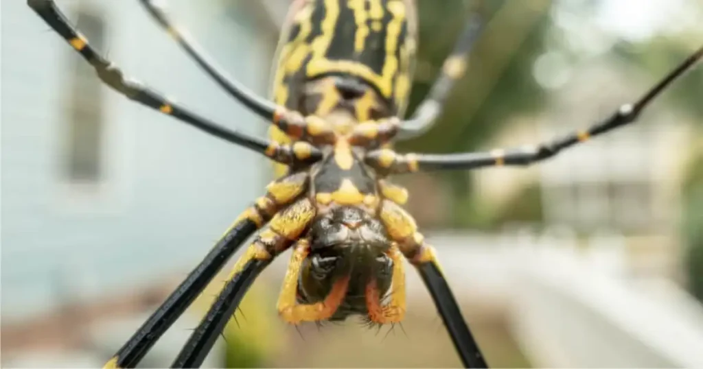 joro spider vs banana spider