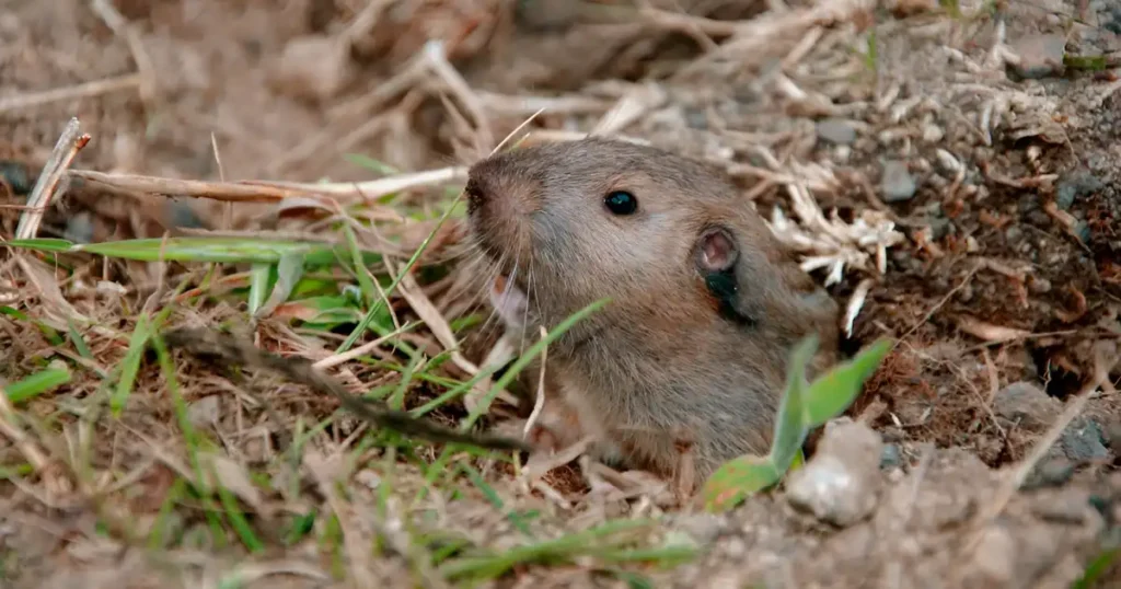 vole vs gopher, vole or mole, gopher vole vs mole damage, photo of mole and vole, mole versus vole, vole signs of moles in yard