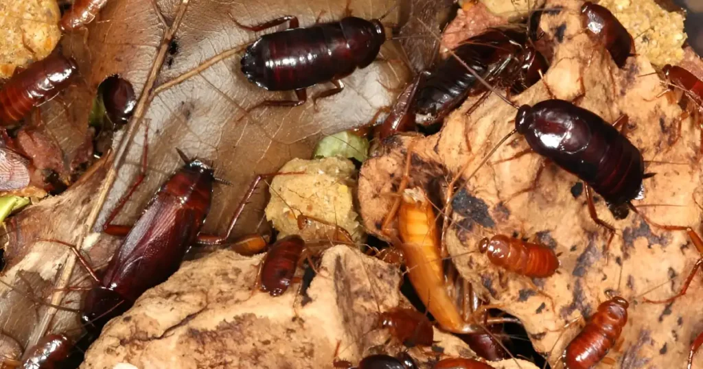 are oriental cockroaches harmful, oriental cockroach bait, oriental cockroach treatment, oriental cockroach scientific name