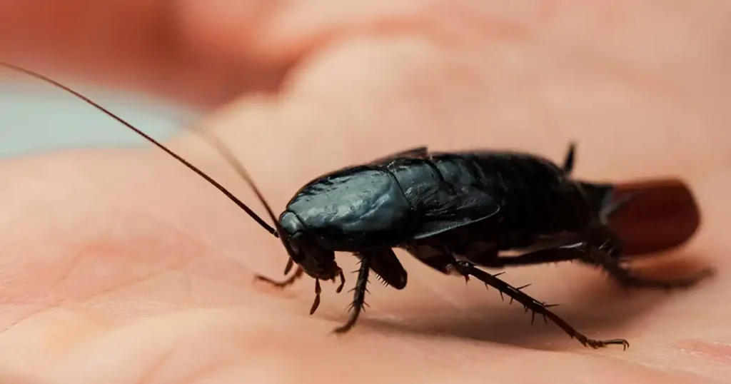 oriental roach life cycle, what does oriental cockroach eat, are oriental cockroaches invasive, oriental cockroach poop, oriental cockroach how to get rid of them, are oriental cockroaches dangerous