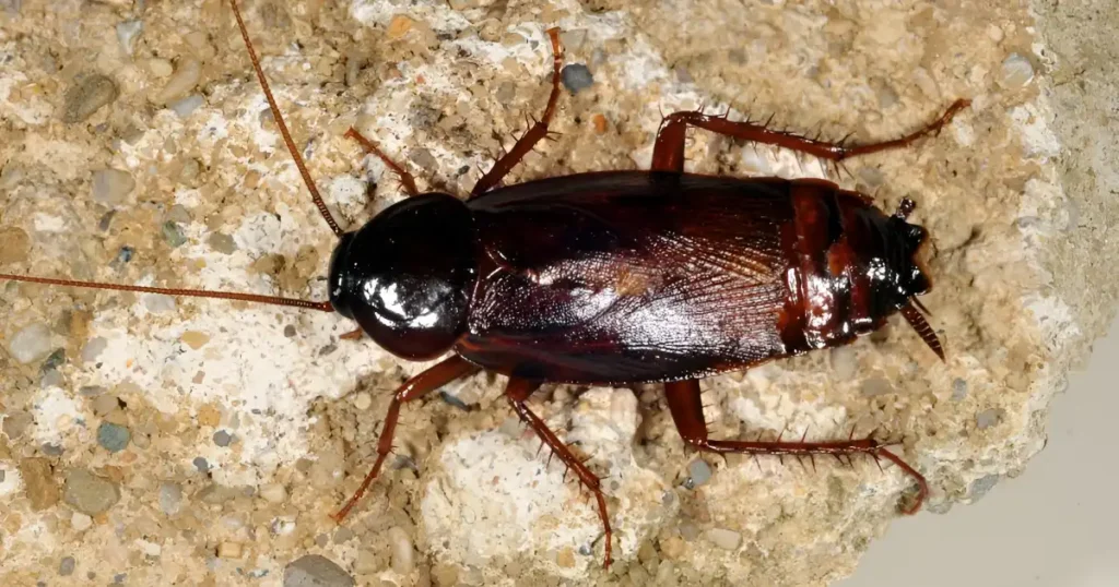 oriental cockroach stages, oriental cockroach control, oriental cockroach smell, oriental cockroach egg sack