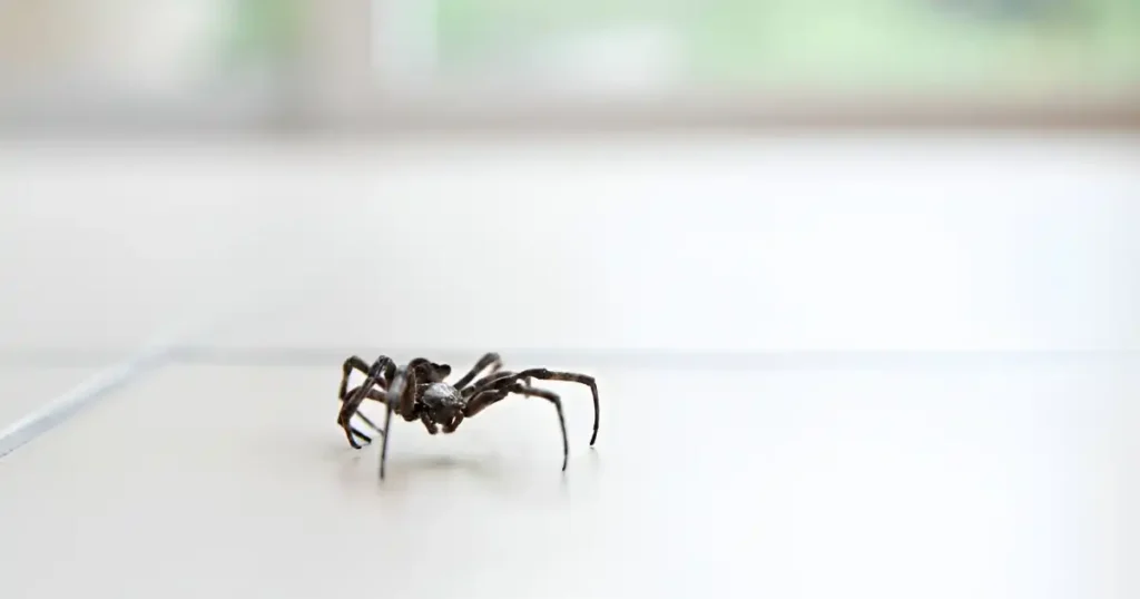 how do you get spiders out of your house, attic pest removal service near me