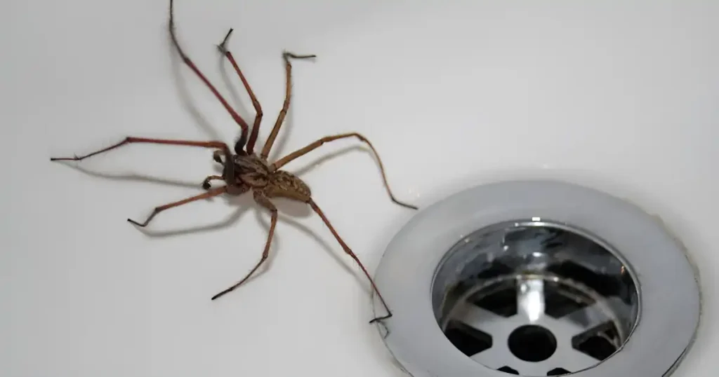 how to get rid of spiders, pest removal services near me, spider removal service