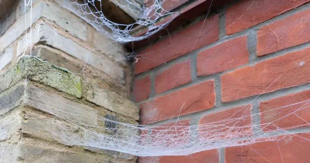 wasp nest removal, mud dauber nest, spider web removal