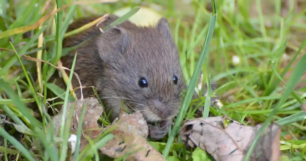 mole vs gopher, gopher vs mole, mole vs vole tunnels, gopher mounds vs mole mounds