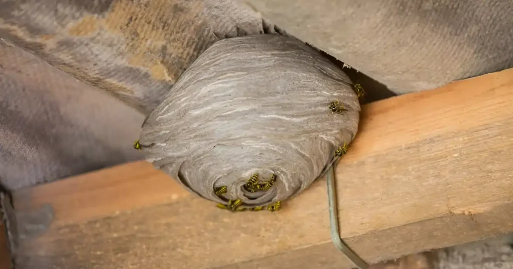 wasp nest removal, mud dauber nest, spider web removal