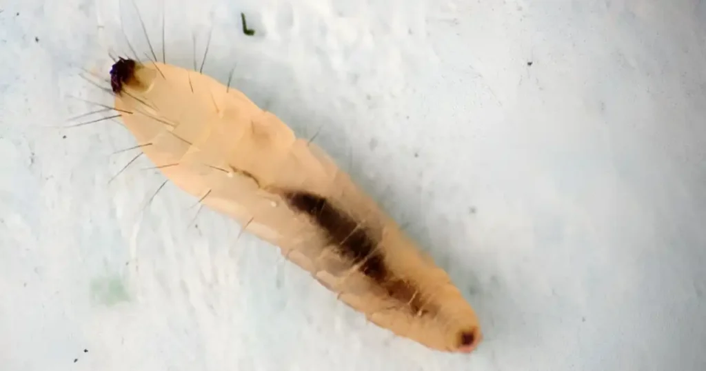 pictures of flea larvae, images of flea larvae, how does flea larvae look like, what do flea larvae eat, flea larvae pics