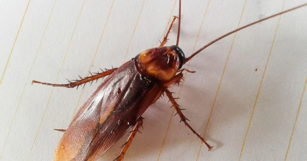 brown banded cockroach florida
