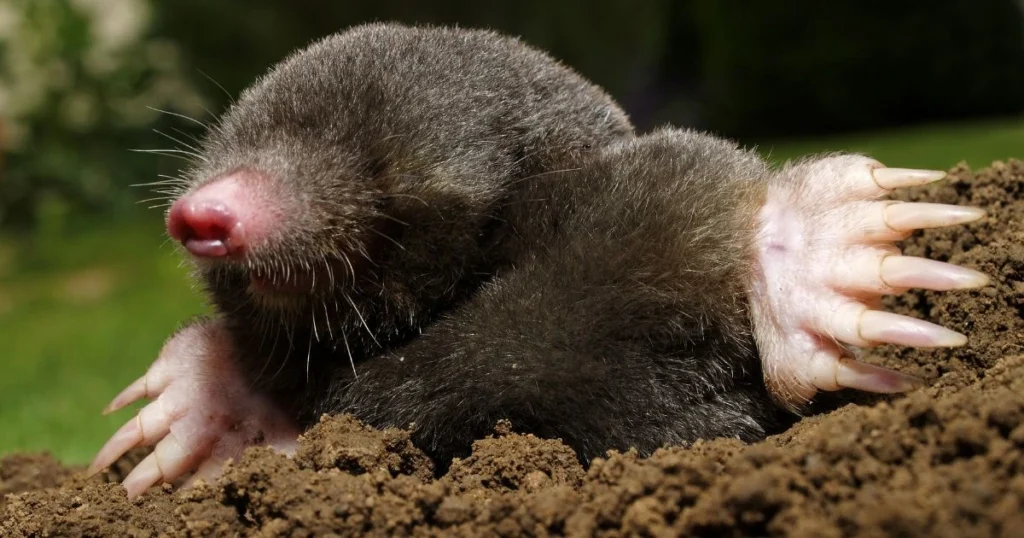 how to trap moles in yard
