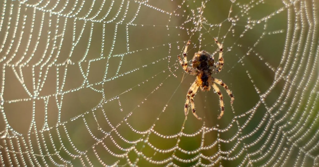 how to keep spiders out of garage naturally
