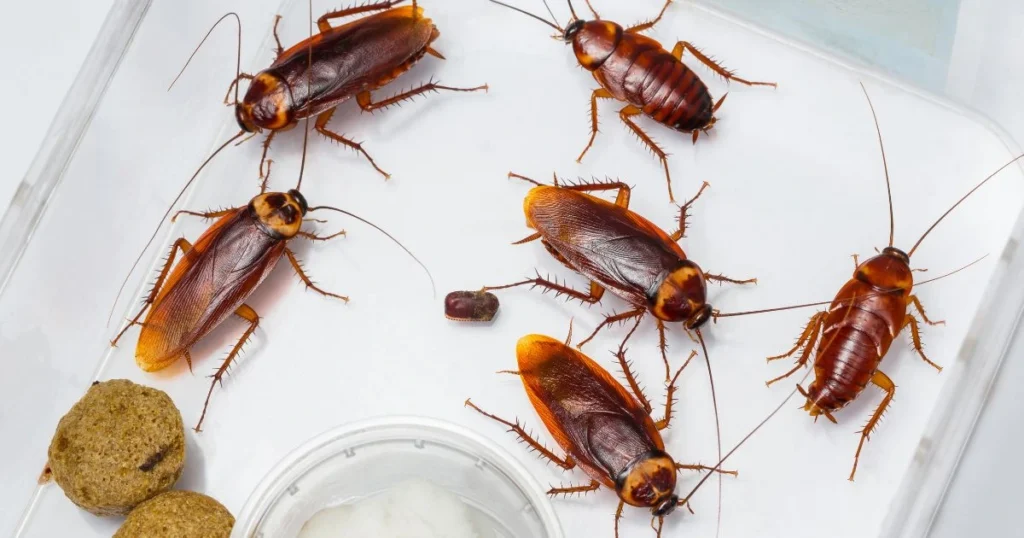 are brown banded cockroaches bad
