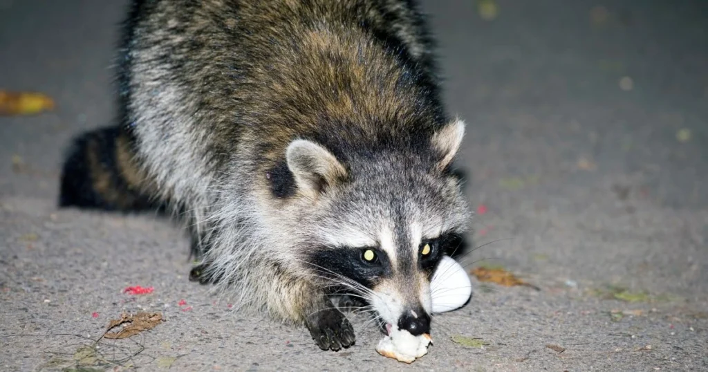 how good is a raccoons eyesight
