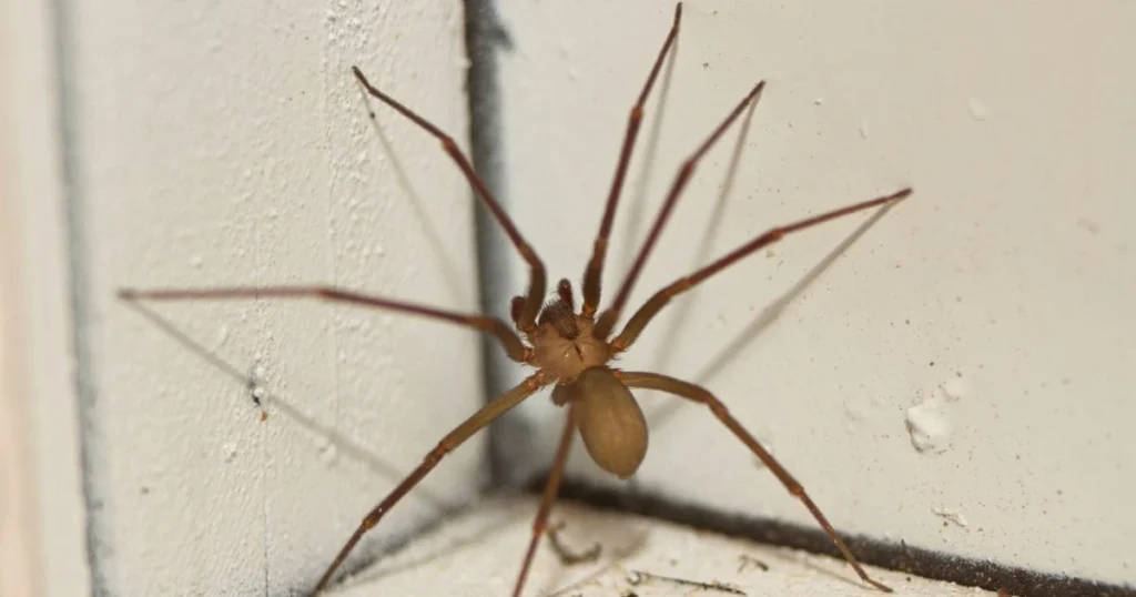 how to keep spiders out of your garage
