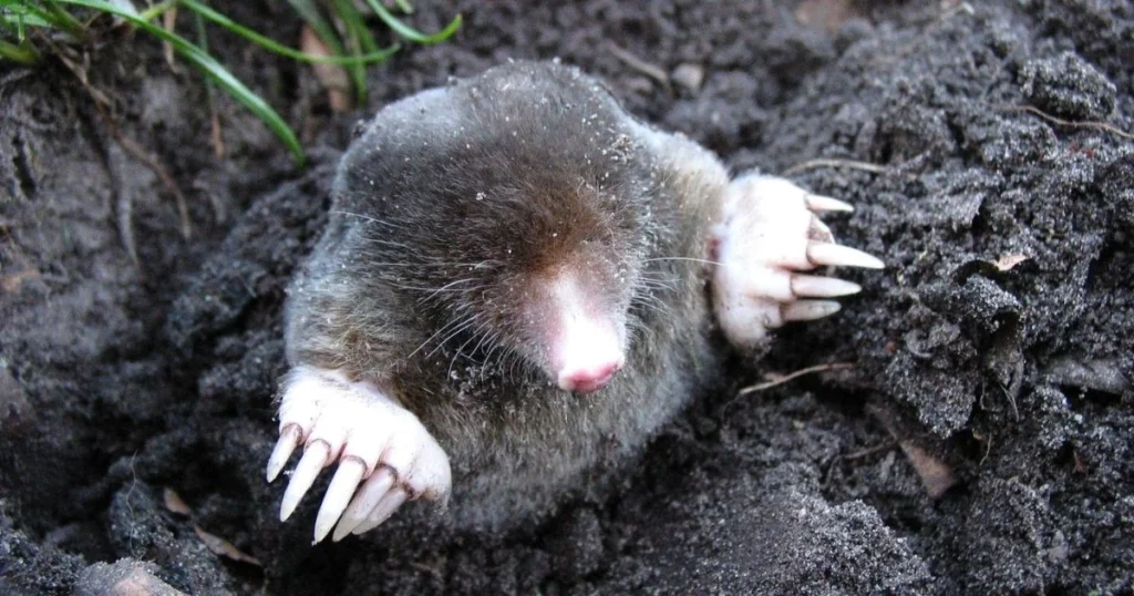 how to get rid of moles in the garden humanely
