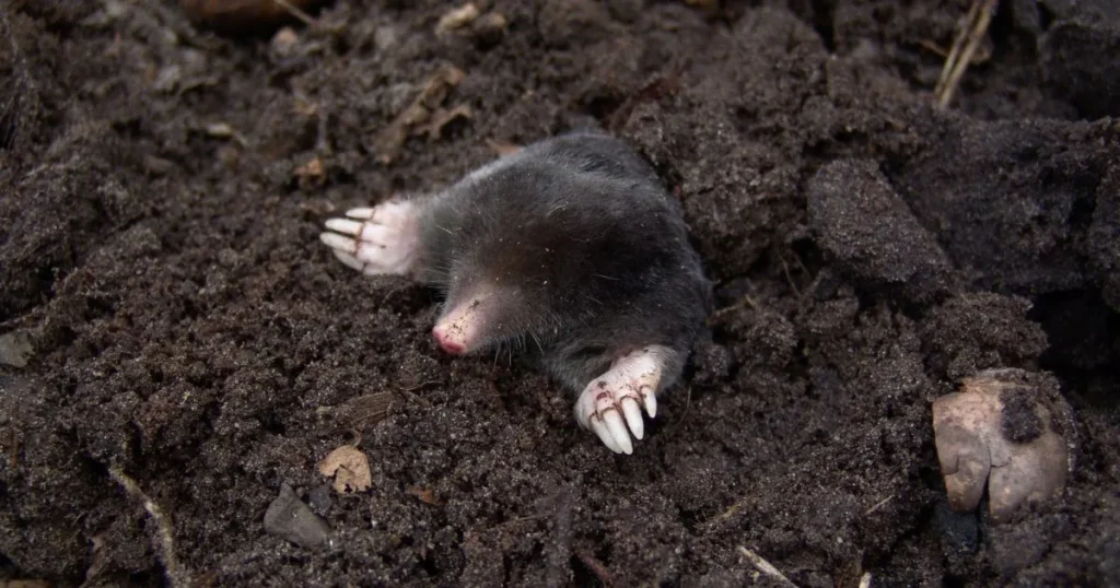 how to trap moles
