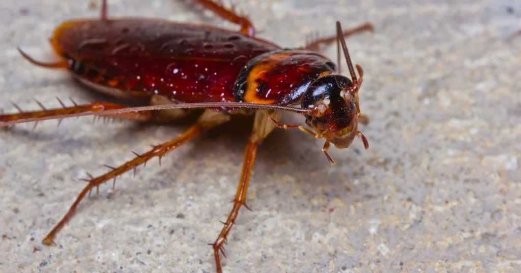 brown banded cockroach in house
