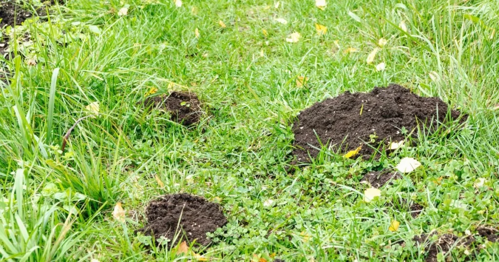 how much does it cost to get rid of moles in your yard
