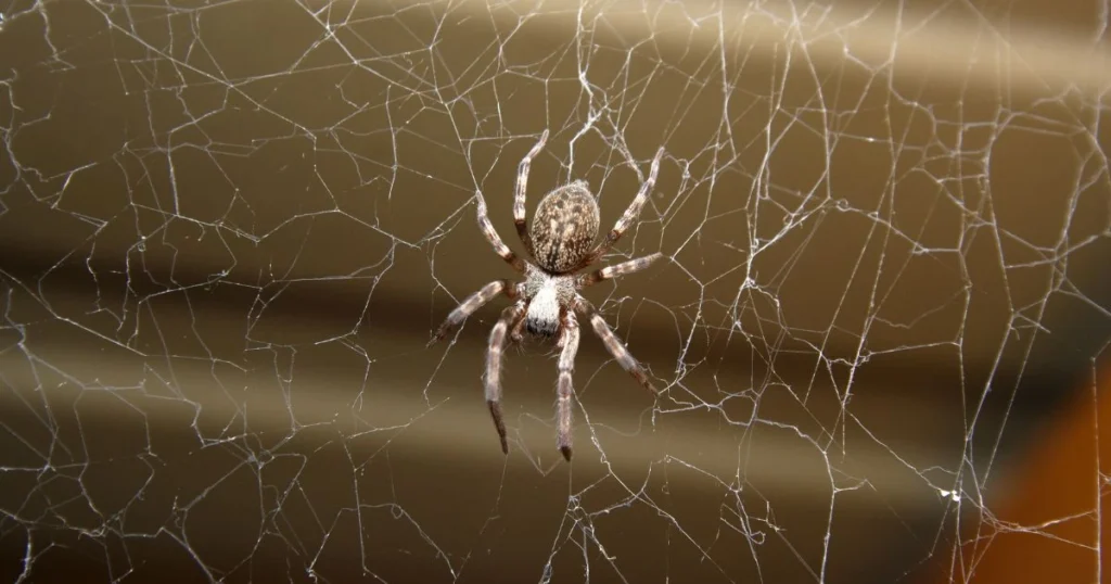 how to keep spiders out of garage
