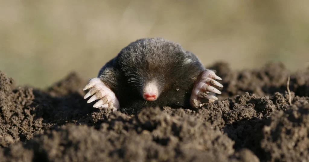 how to trap a mole without killing it
