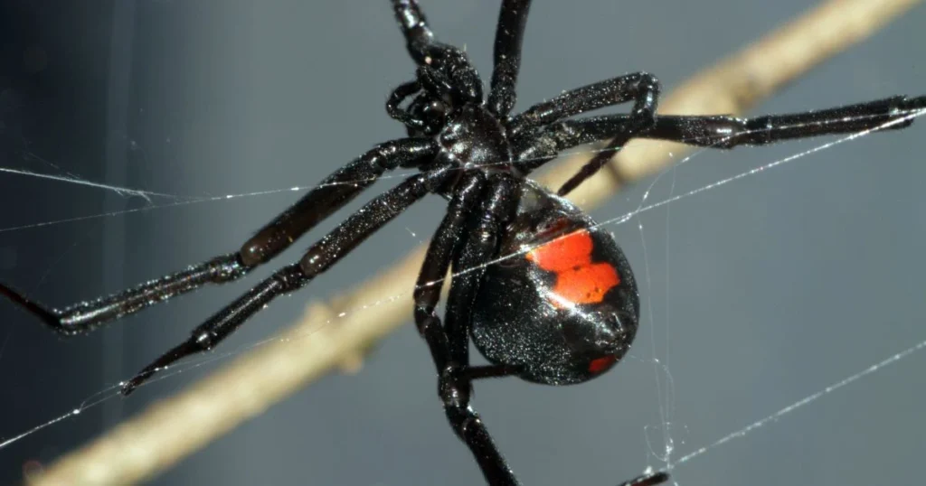 how to keep spiders out of basement
