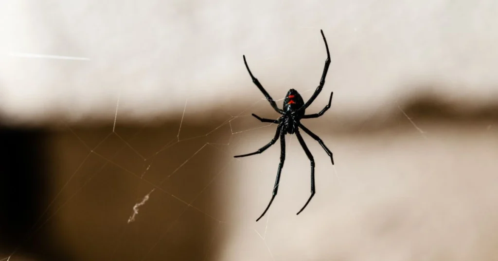 how to keep spiders out of garage naturally
